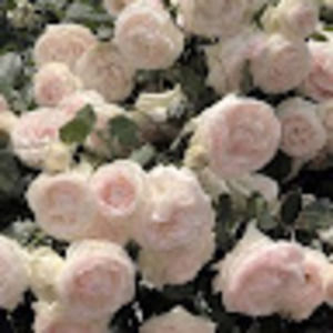 Meet your Posher, Deanie